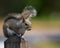 Cute Squirrel. North American Gray Squirrel. Feeding cute fluffy rodents in the park. Green natural background with copy space