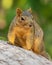 Cute Squirrel pauses during his search for acorns