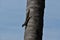 Cute squirrel playing on the coconut tree log