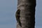 Cute squirrel playing on the coconut tree log