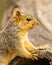 Cute Squirrel poses for portrait in forest setting