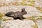 Cute squirrel on rocks