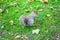 Cute squirrel running around and eating in in St James`s Park, London, England, UK