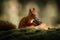 Cute squirrel (Sciuridae) eating a nut in a forest on the blurred background