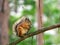 Cute squirrel sits on a tree branch and nibbles a fir cone. Squirrel tail pressed to the back.