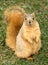 Cute Squirrel Standing