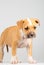 Cute Stafford terrier puppy standing
