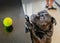 A cute Staffordshire Bull Terrier dog reaches up to a kitchen sideboard to try and reach his tennis ball