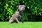 Cute Staffordshire Bull Terrier Sitting in the Garden