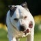 Cute Staffy rclose up running on the summer day