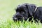 Cute standard schnauzer puppy lies in the grass