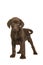 Cute standing chocolate brown labrador retriever standing isolated on a white background
