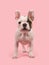 Cute standing french bulldog puppy seen from the front on a pink background