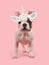 Cute standing french bulldog puppy wearing a unicorn diadem seen from the front facing the camera on a pink background