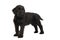 Cute standing Giant Schnauzer puppy looking away isolated on a white background