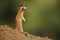 Cute startled Long-Tailed Weasel outdoors with blurred background