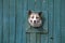 Cute sticking muzzle of a barking dog in a green fence,. horizontal