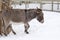 Cute stout gray and dun donkey seen in profile walking