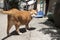 Cute Stray cat outdoor in village in Hong Kong, daytime, nobody