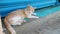 Cute stray cat sleeping and relaxing outside in free nature