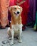 A cute stray dog sitting on a crowded road