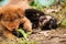 Cute stray puppies playing