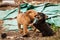 Cute stray puppies playing