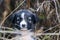 cute stray puppy hiding in a bush in autumn