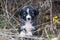 cute stray puppy hiding in a bush in autumn