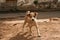 Cute stray puppy in streets of india