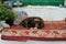 Cute stray tortoiseshell cat asleep on a rug, with colourful painted stones