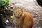 Cute Street Cat Looking At Camera