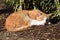 Cute street cat sleeping on the ground in Odense Zoo, Denmark