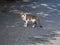 Cute street cat standing on the asphalt