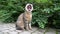 Cute street cat yawns at the camera and sits near the bush