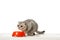 cute striped british shorthair cat sitting near bowl with food