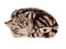 Cute striped brown kitty. Raster illustration.