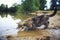 Cute striped cat deftly catches fish with paw in the pond in the village in summer