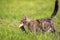 Cute striped cat fisherman carries a large bass caught in the teeth of a green meadow