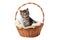 Cute striped kitten sits in a basket on a knitted bedding