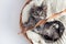 Cute striped kitten sits in a basket on a knitted bedding