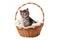 Cute striped kitten sits in a basket on a knitted bedding. Isolated on a white background