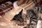 Cute striped red and brown cats with closed eyes sleeping and hugging