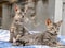 Cute Striped Twin Kittens Captured Posing.