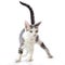 A cute striped white and gray tabby kitten with her tail up.