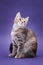 Cute stripped kitten. Purple background