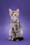 Cute stripped kitten. Purple background