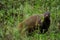 A Cute Stripped Neck Mongoose