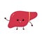 Cute strong happy smiling healthy liver