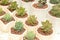 Cute Succulent Plants in tiny pots